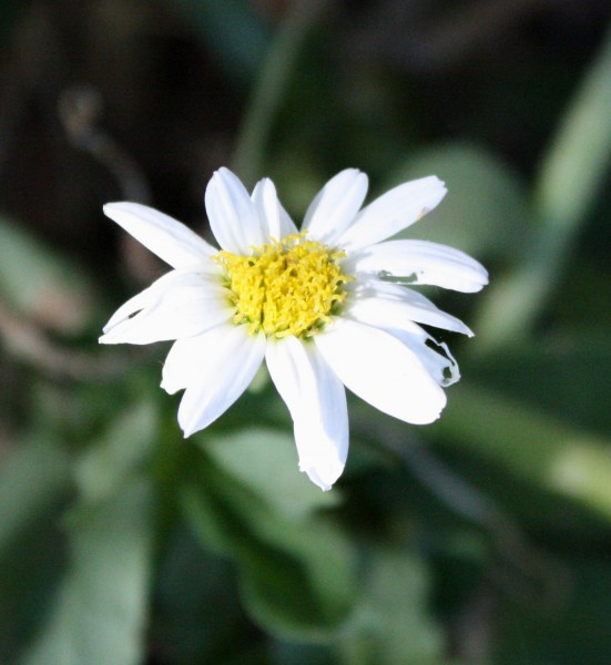 photo of a white daisy flower