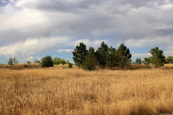Free photo of a meadow with tall brown grass and pine trees