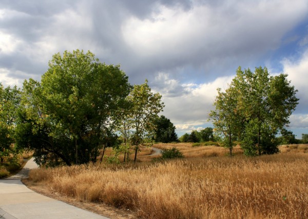 free photograph of a path through a meadow with tall grass and trees