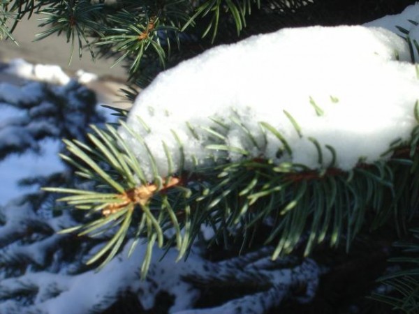 photo of pine needles covered in snow