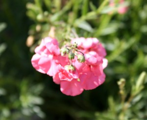 Free photograph of pink flower buds in front of pink blossoms