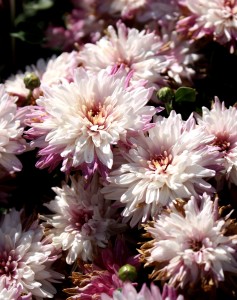 free photo of pink chrysanthemums