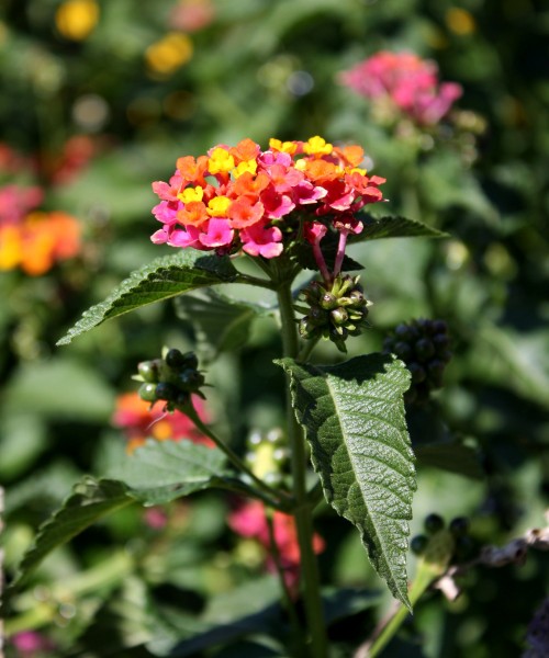 free photo of butterfly bush with pink, orange and yellow flowers