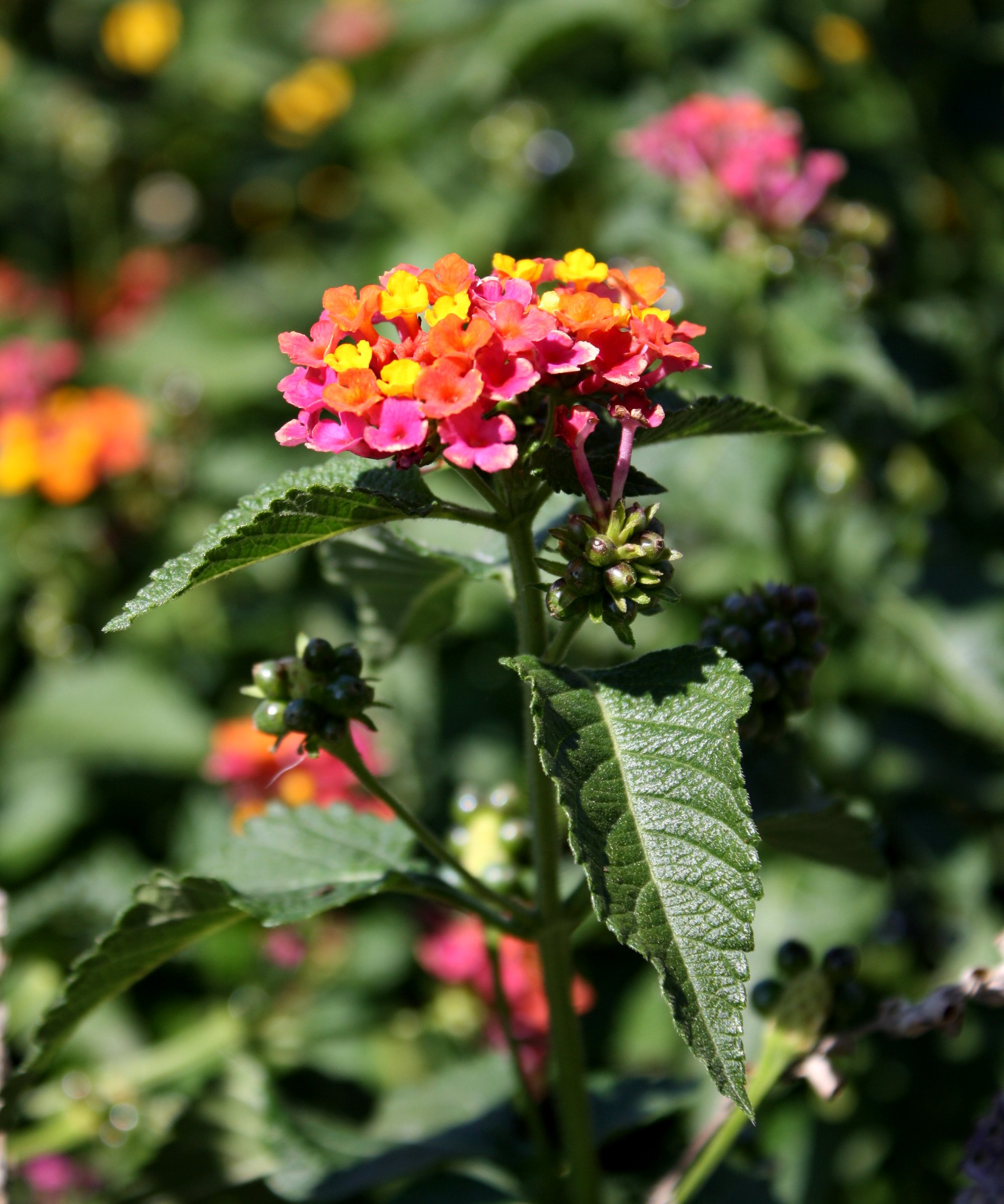 Collection 102+ Images bush with pink and yellow flowers Completed