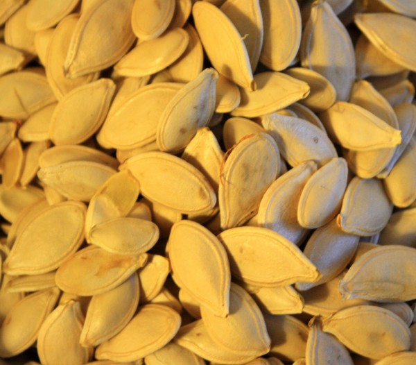 free photo of pumpkin seeds
