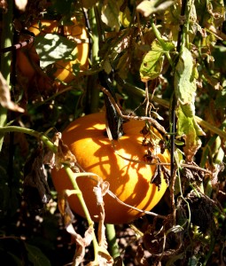 Free photo of two small pumpkins amongst fall foliage