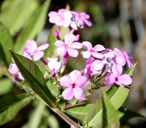 photo of Candytuft (Iberis umbellata) flowers