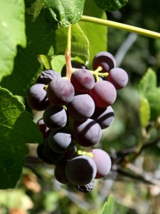 photo of a bunch of purple concord grapes hanging from the vine