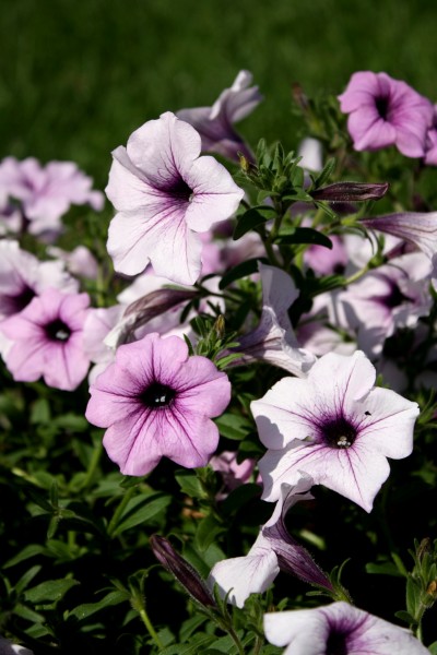 Free photo of purple and pink colored petunia flowers