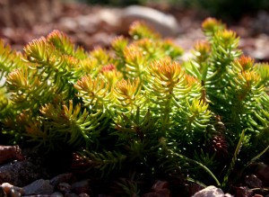 Free photo of sedum growing in a rock garden