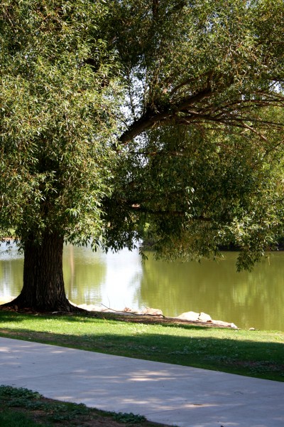 free photo of a shade tree on the shore of a lake