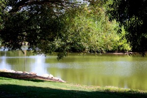 free photo of a beautiful area under a shade tree by the edge of a lake