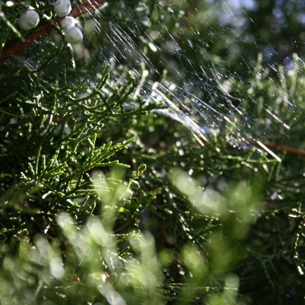 photo of sun striking spider web in evergreen branches