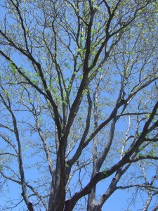 photo of leaves budding on a locust tree