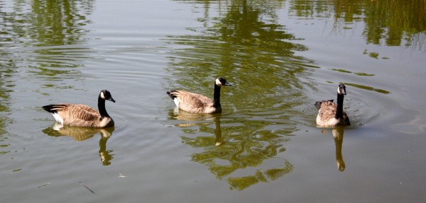 free photo of three Canadian geese swimming in a lake