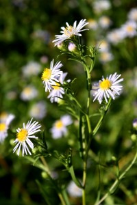 free photo of small pale purple colored flowers with yellow centers