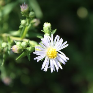 free photo of a tiny light purple colored flower with a yellow center