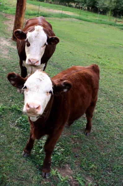 free photograph of a brown dairy cow with her calf.