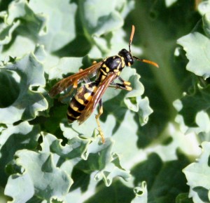 close up photo of a paper wasp