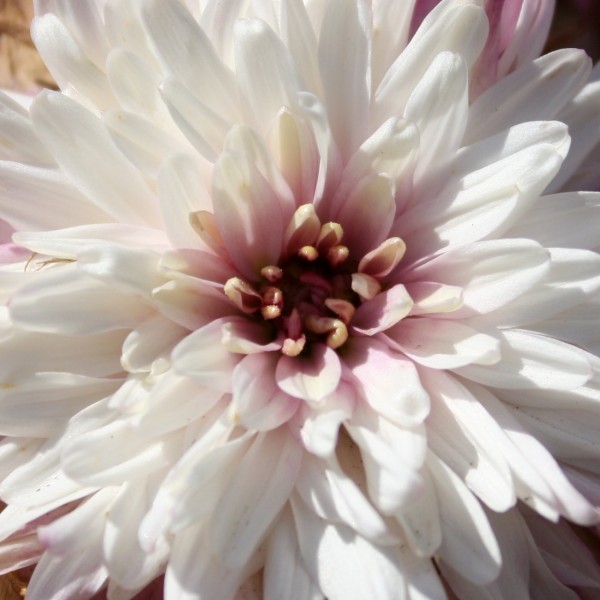 close up photo of a white and pink chrysanthemum flower