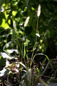photo of wild grass going to seed