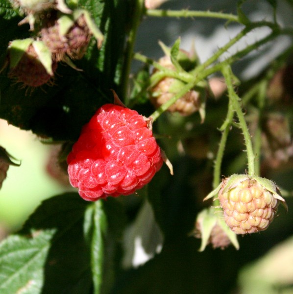 photo of wild raspberries ripening on the bush
