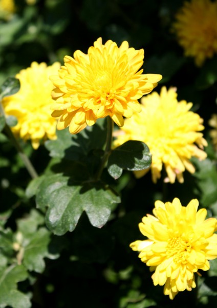 free photo of yellow chrysanthemum flowers