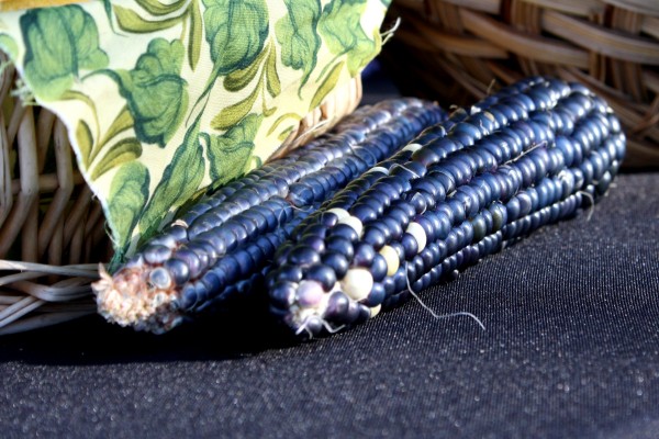 Free photo of two ears of blue corn