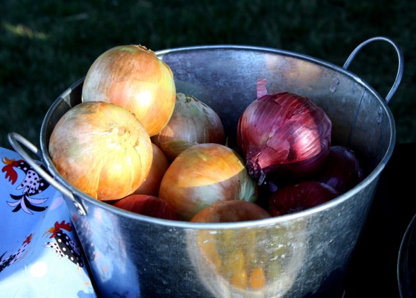 Free photo of a bucket full of onions