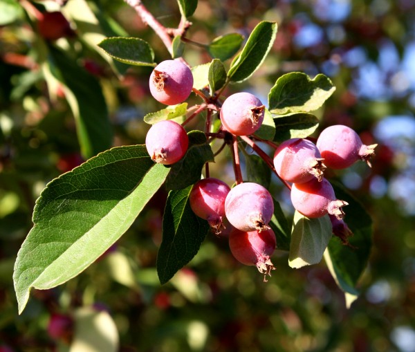 Free Photograph of red crabapples on a crabapple tree