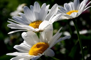 Free close up flowers picture of white daisies from the side