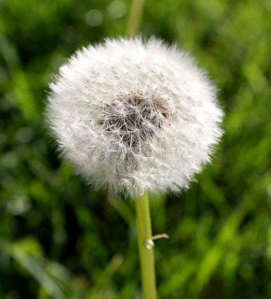Free photo of dandelion puff ball gone to seed