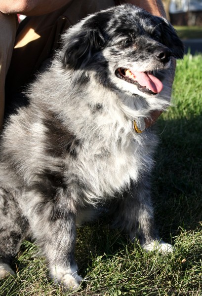 Free Photo of grey sheepdog mix with pink tongue