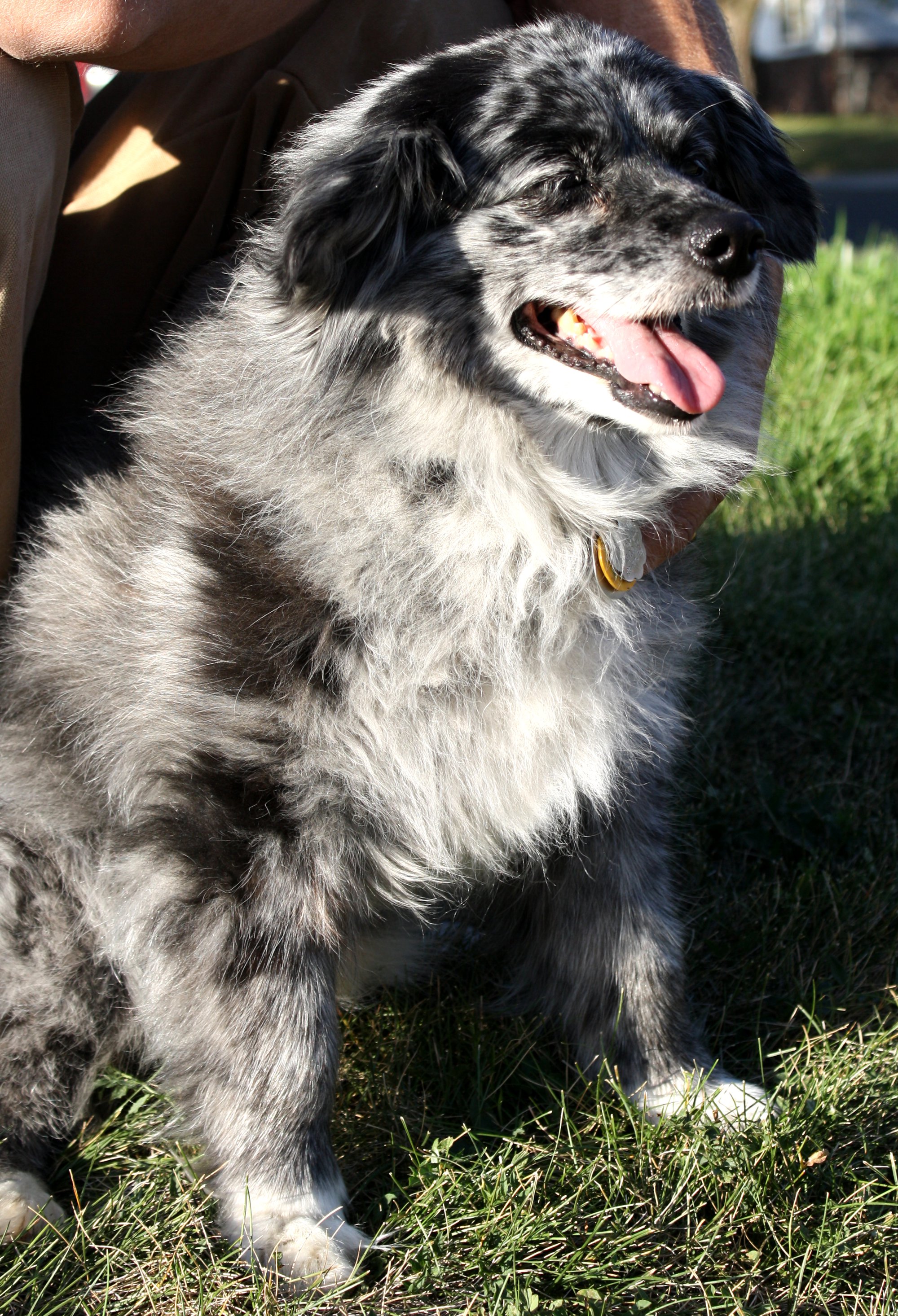 white and grey sheepdog