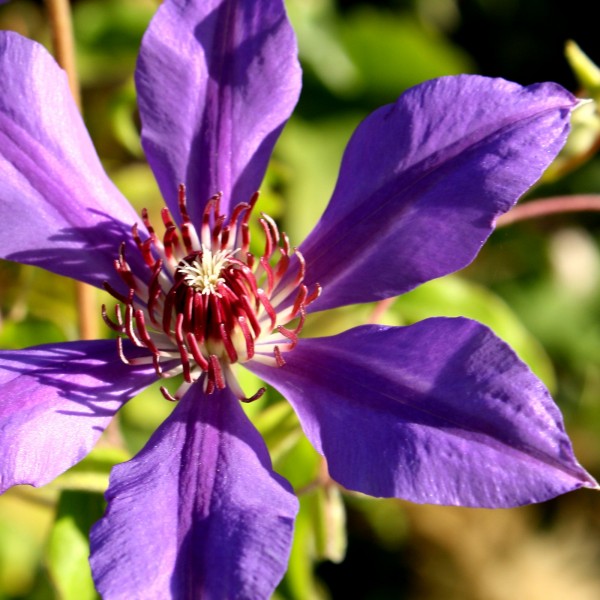 Free macro photograph of a purple clematis flower