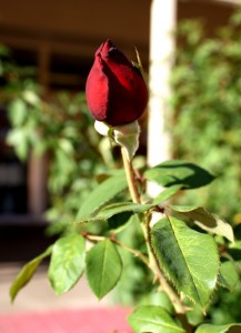 Free photo of a red rose bud