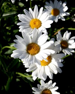 Free photograph of white daisies. Flowers