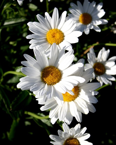 Free photograph of white daisies. Flowers 