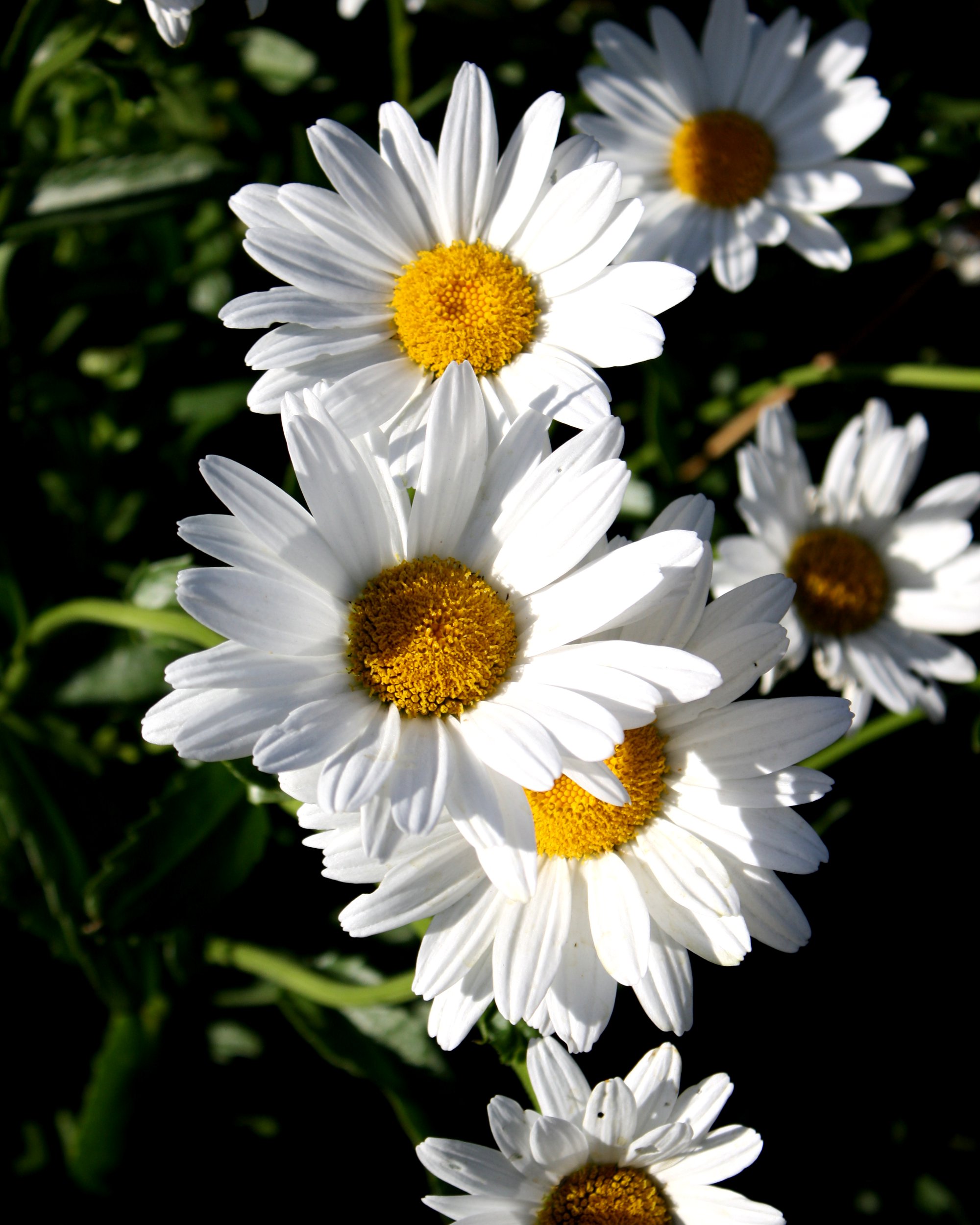 Free pictures of daisies