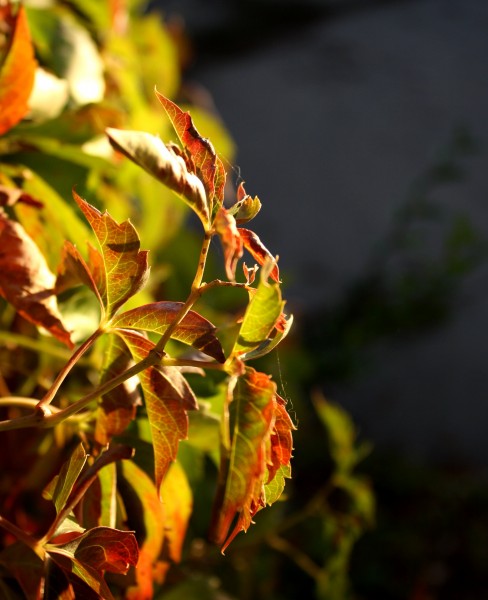 free high resolution photo of ivy leaves just getting fall color