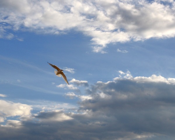 free high resolution photo of a bird in flight with blue sky and clouds