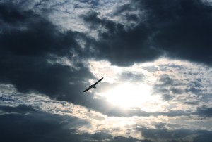 free high resolution photo of a flying bird silhoutted against a cloudy sky