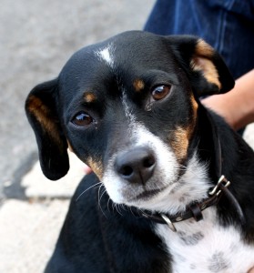 black brown and white dog - free high resolution photo