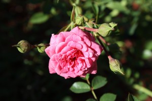 Free high resolution photo of a bright pink rose in bloom