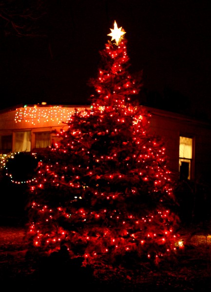 Christmas Tree with red lights - free high resolution photo