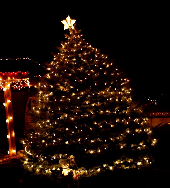 Christmas Tree with white lights - free high resolution photo