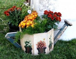 free photo of chrysanthemums in a watering can pot