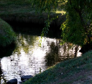 Free high resolution photo of a creek with a tree reflected in the water