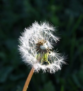 Free photo of dandelion seeds