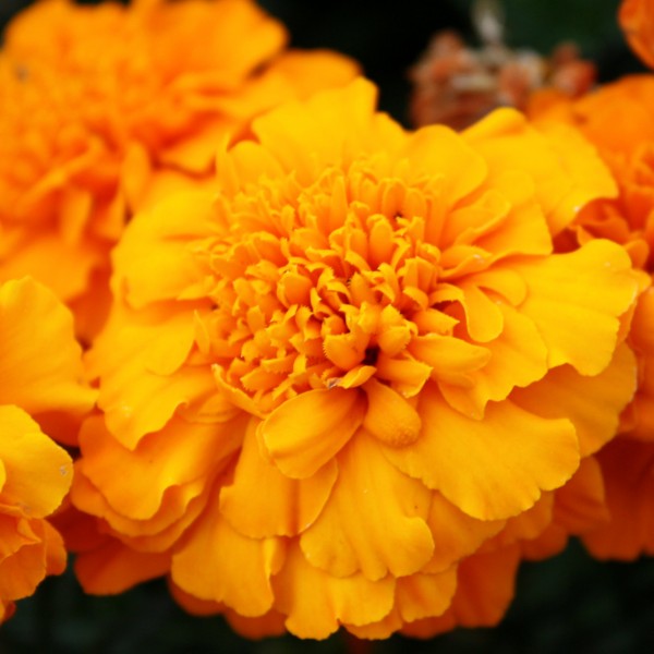 Free high resolution photo of a marigold flower